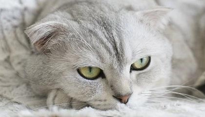 开云官网-曼城3-1莱斯特城，哈兰德独中两元，曼城2_0莱斯特城